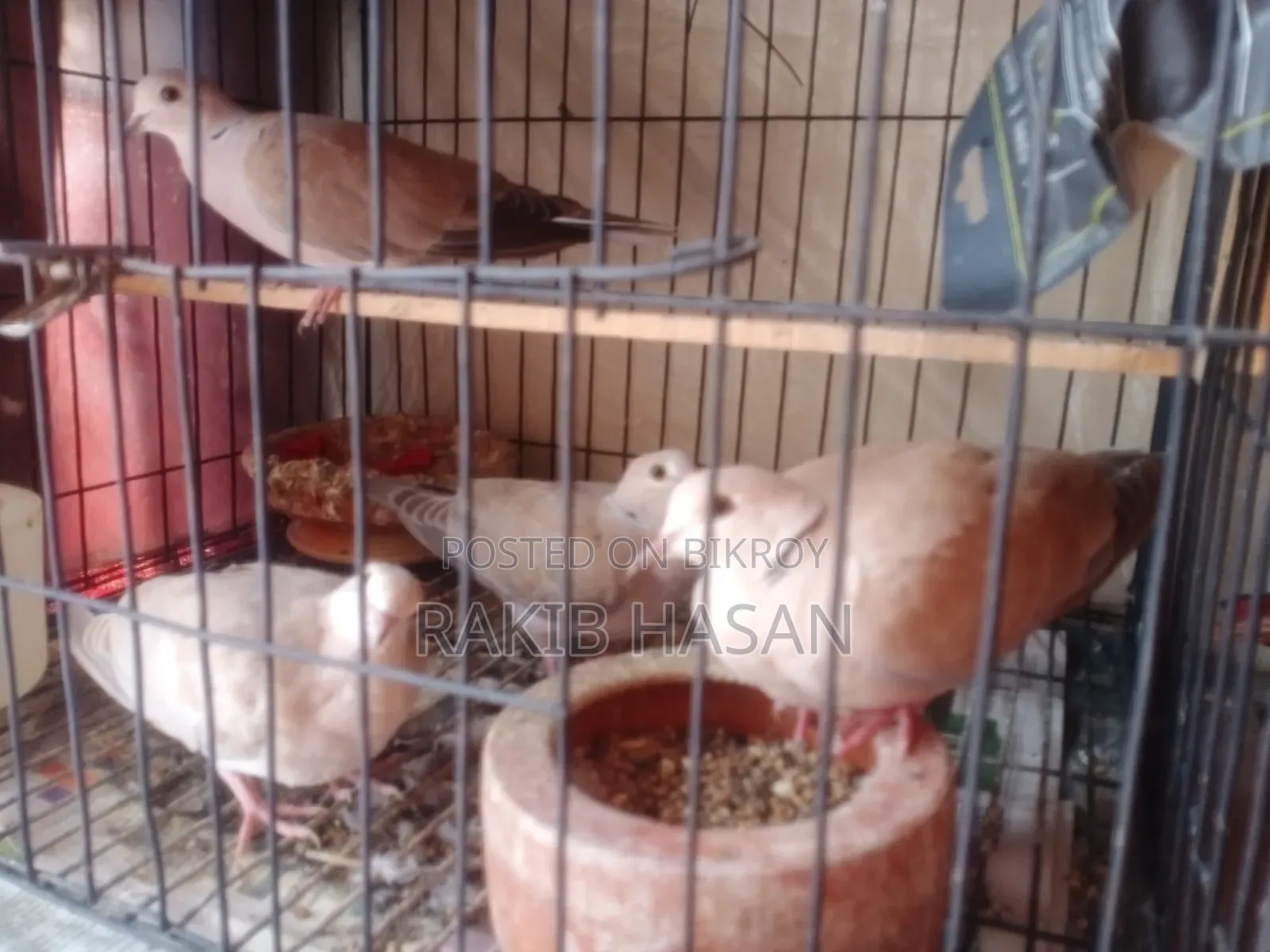 Australian Dove