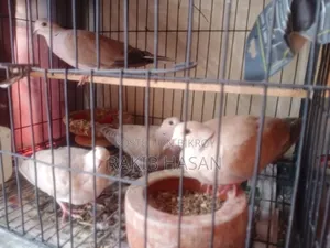 Australian Dove