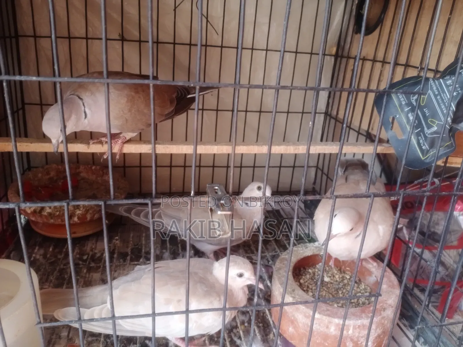 Australian Dove