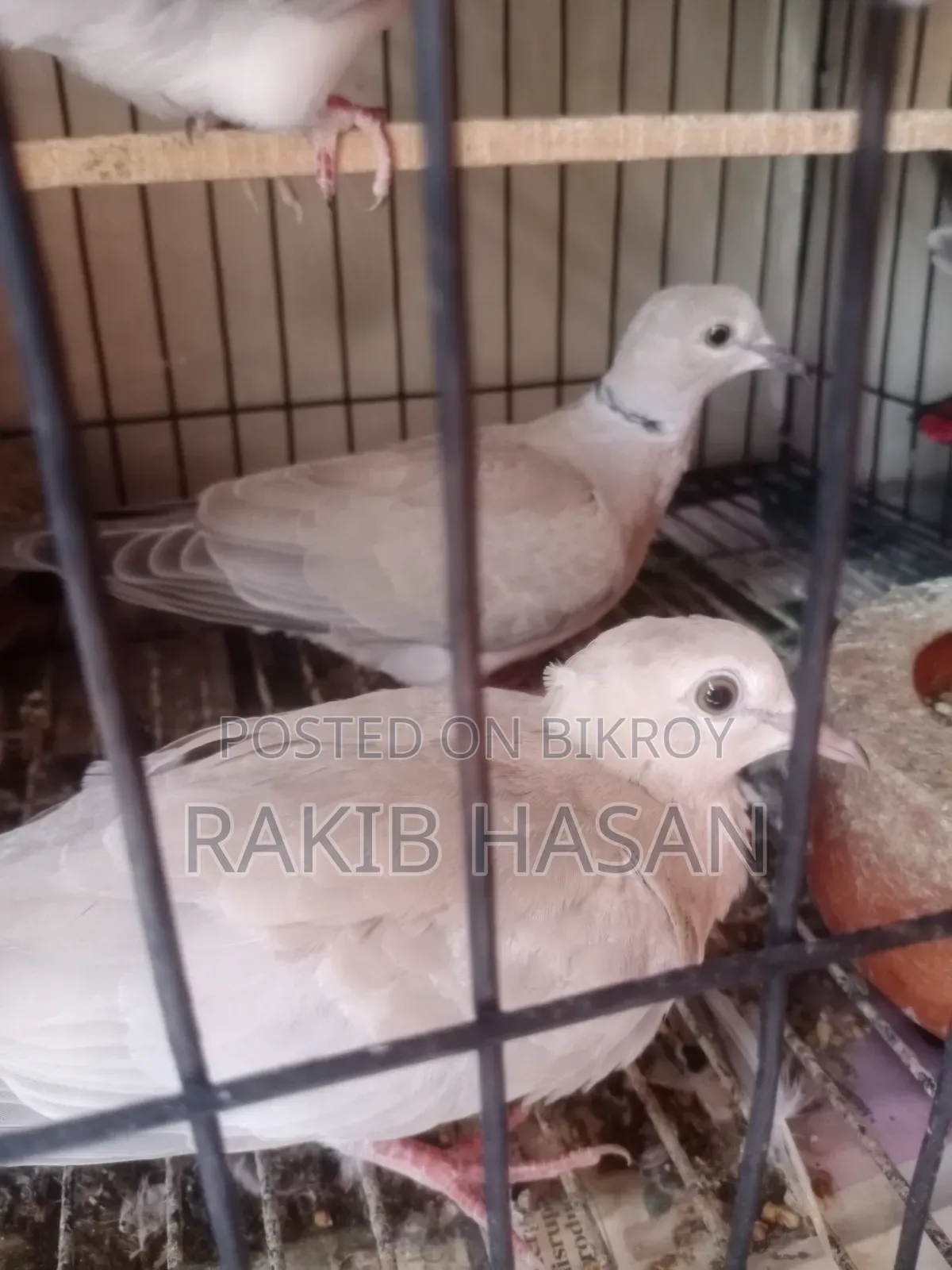 Australian Dove