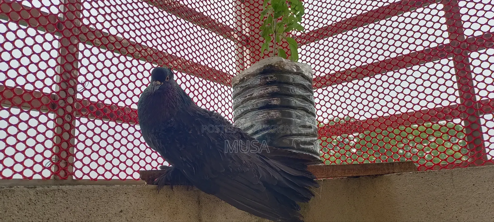Frilback Black Running Single Male