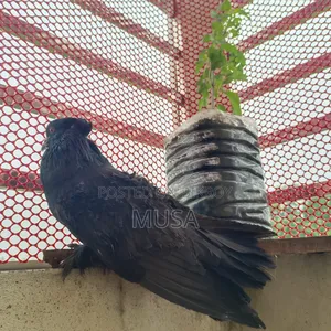 Frilback Black Running Single Male