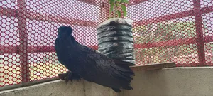 Frilback Black Running Single Male