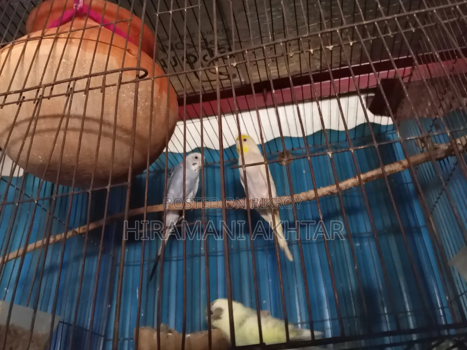 Emergency sale: Two pairs of Budgie birds with chicks and cage setup