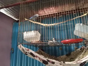 Emergency sale: Two pairs of Budgie birds with chicks and cage setup