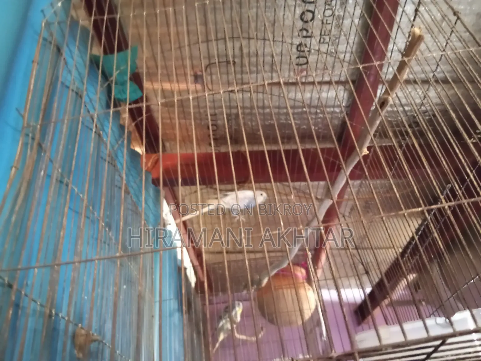 Emergency sale: Two pairs of Budgie birds with chicks and cage setup