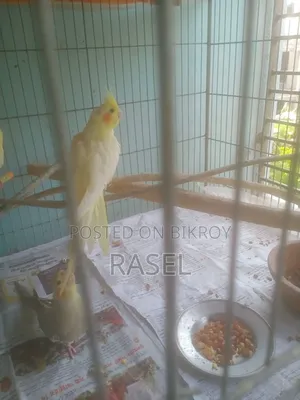 Birds for Sale