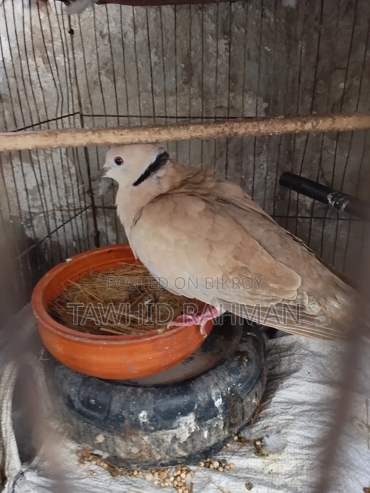 Dove Bird