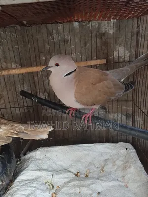 Dove Bird