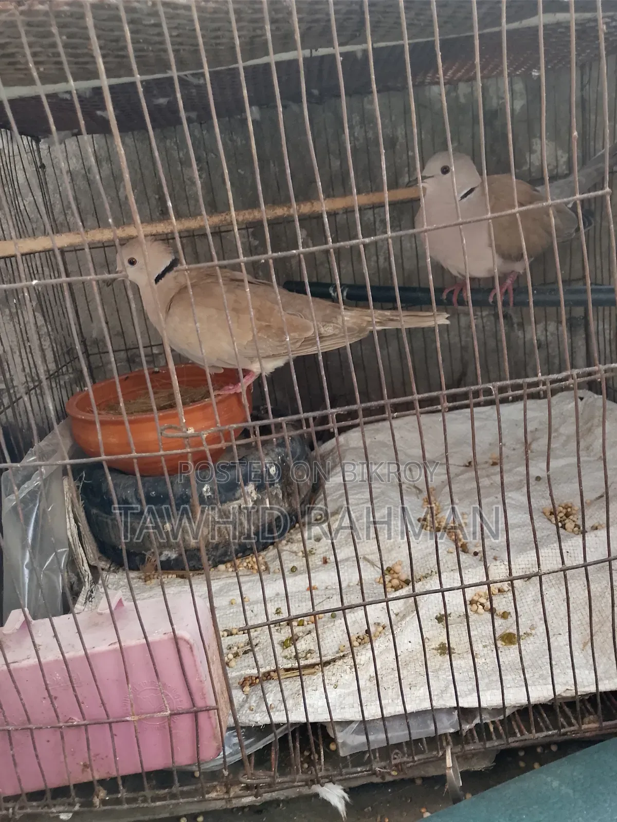 Dove Bird