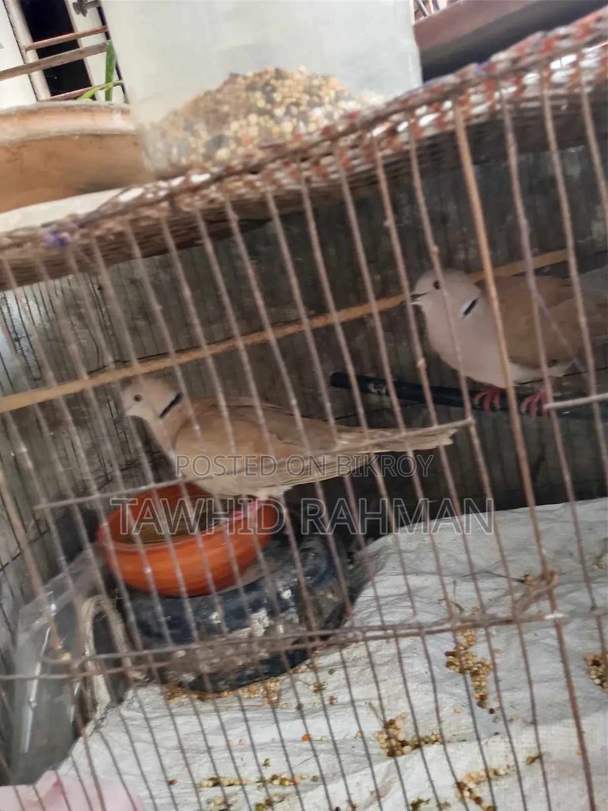 Dove Bird