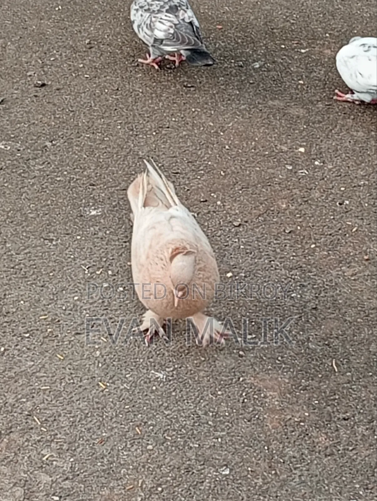 Ghiya Chulli Pigeon