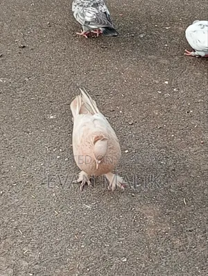 Ghiya Chulli Pigeon