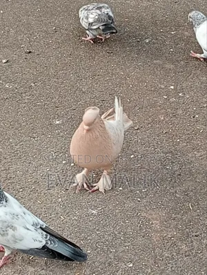 Ghiya Chulli Pigeon