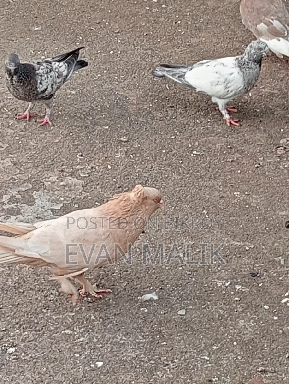 Ghiya Chulli Pigeon