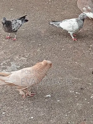 Ghiya Chulli Pigeon