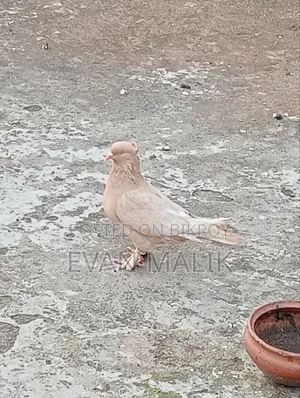 Ghiya Chulli Pigeon