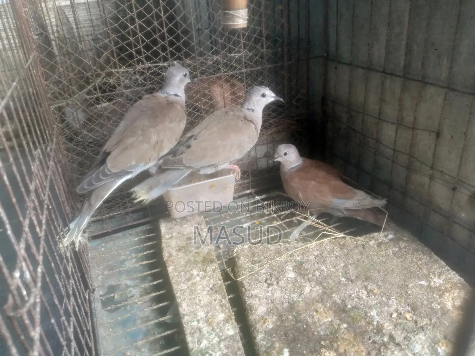 Dove for sale