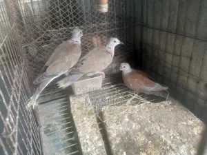 Dove for sale