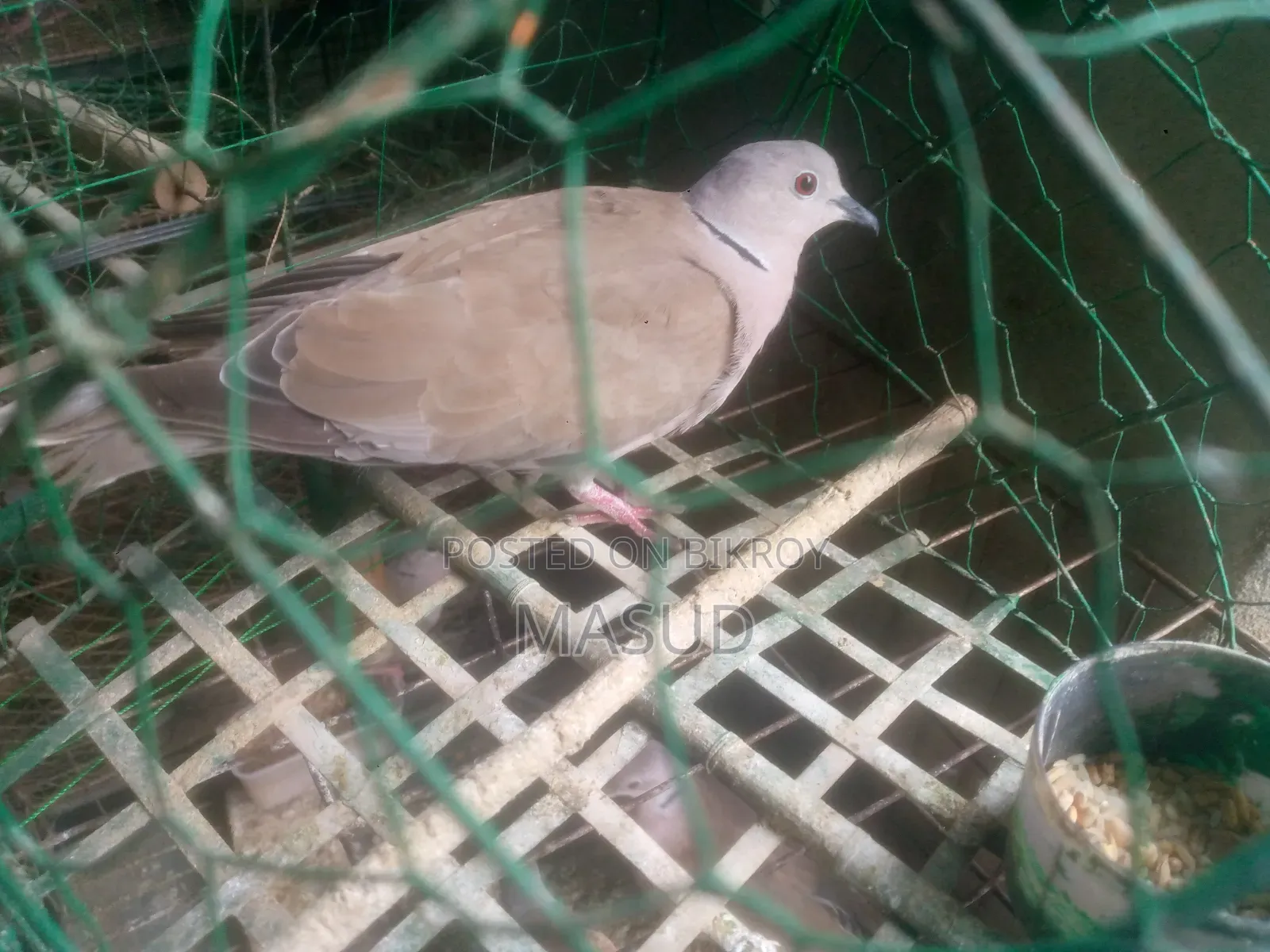 Dove for sale