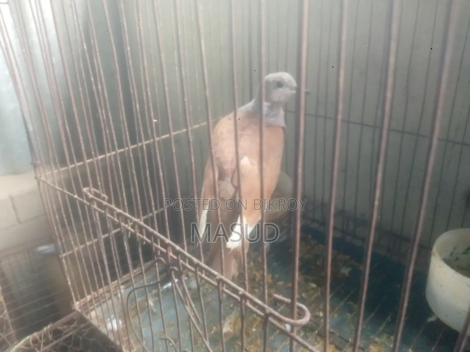 Dove for sale