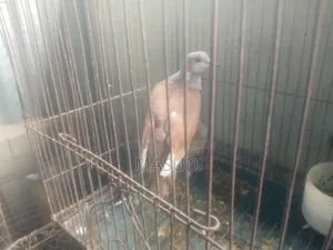 Dove for sale