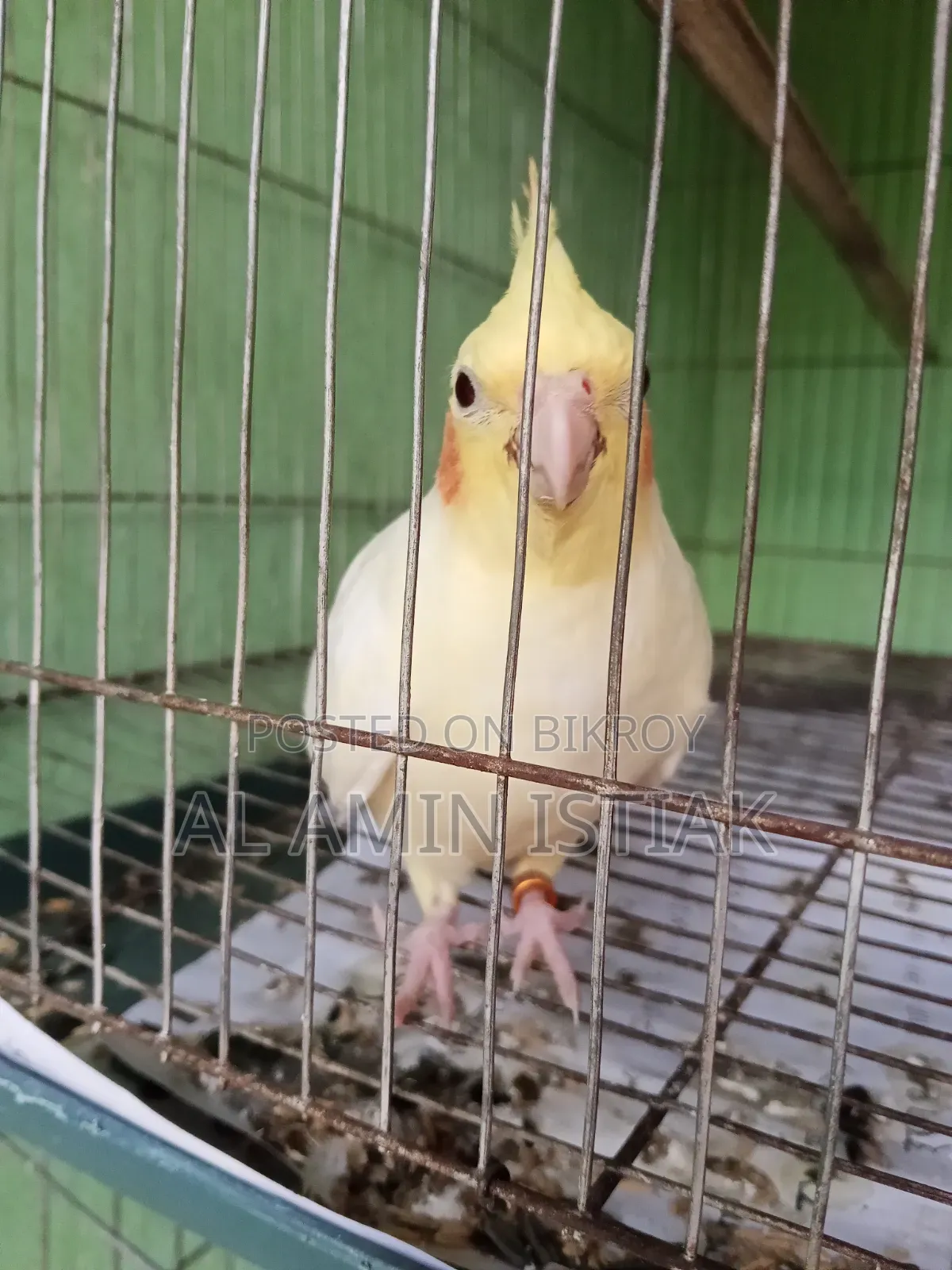পাখি বিক্রয়