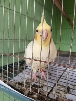 পাখি বিক্রয়