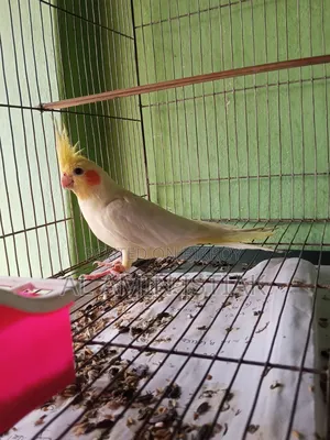 পাখি বিক্রয়