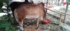Deshi Cattle for Qurbani