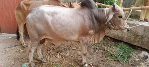কোরবানির দেশি গরু