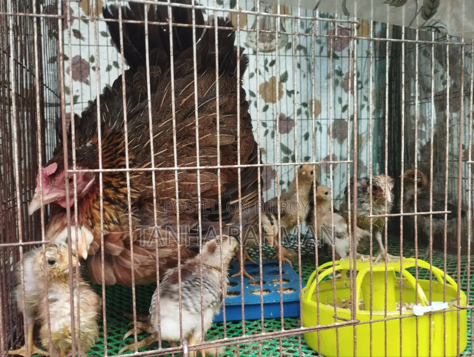 পিউর দেশি মোরগ মুরগী
