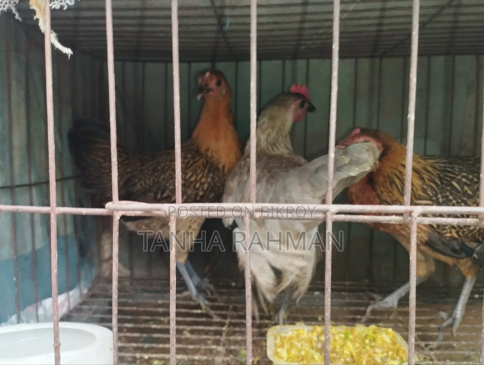 পিউর দেশি মোরগ মুরগী