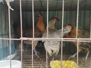 পিউর দেশি মোরগ মুরগী
