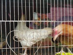পিউর দেশি মোরগ মুরগী