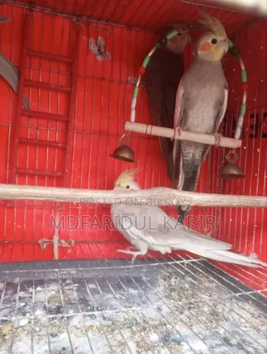 Cockatiel Male Bird 1 Piece