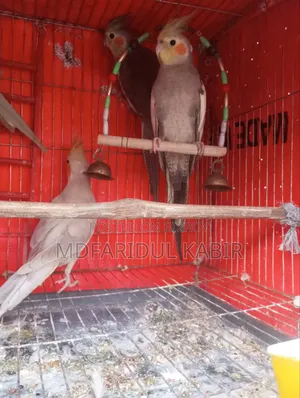 Cockatiel Male Bird 1 Piece