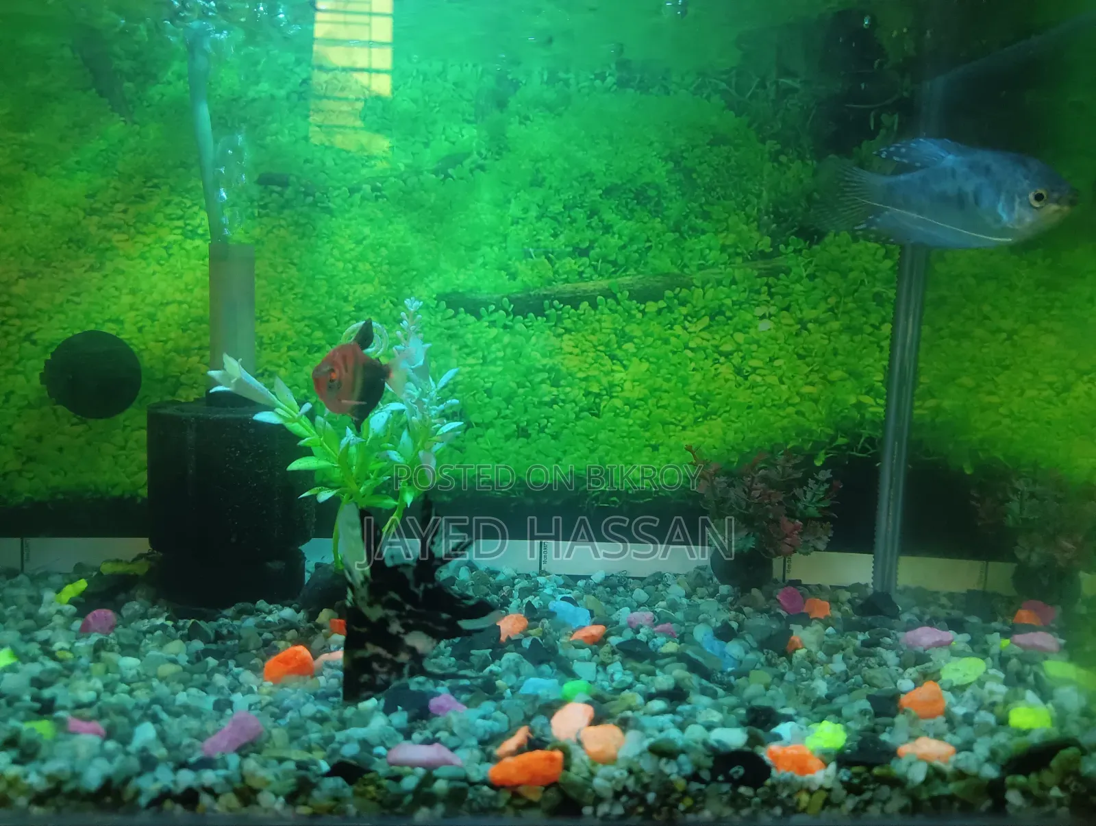 Aquarium with fish.