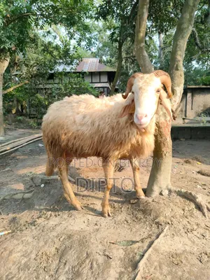গাড়ল ভেড়া
