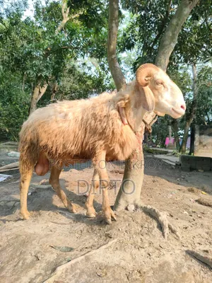 গাড়ল ভেড়া