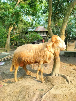 গাড়ল ভেড়া
