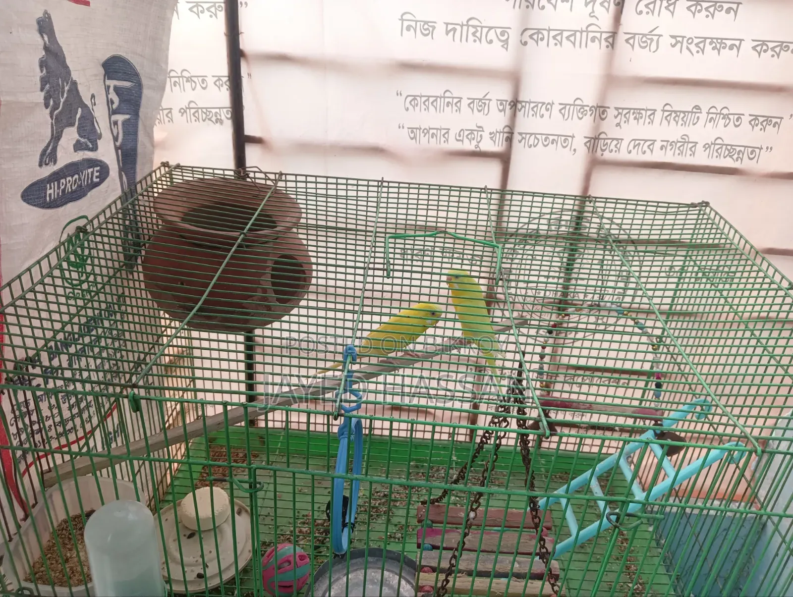 Bird for sale with cage, Lutino Red Eye.