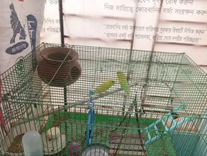 খাচা সহ পাখি বিক্রি হবে, লুটিনো রেড আই।