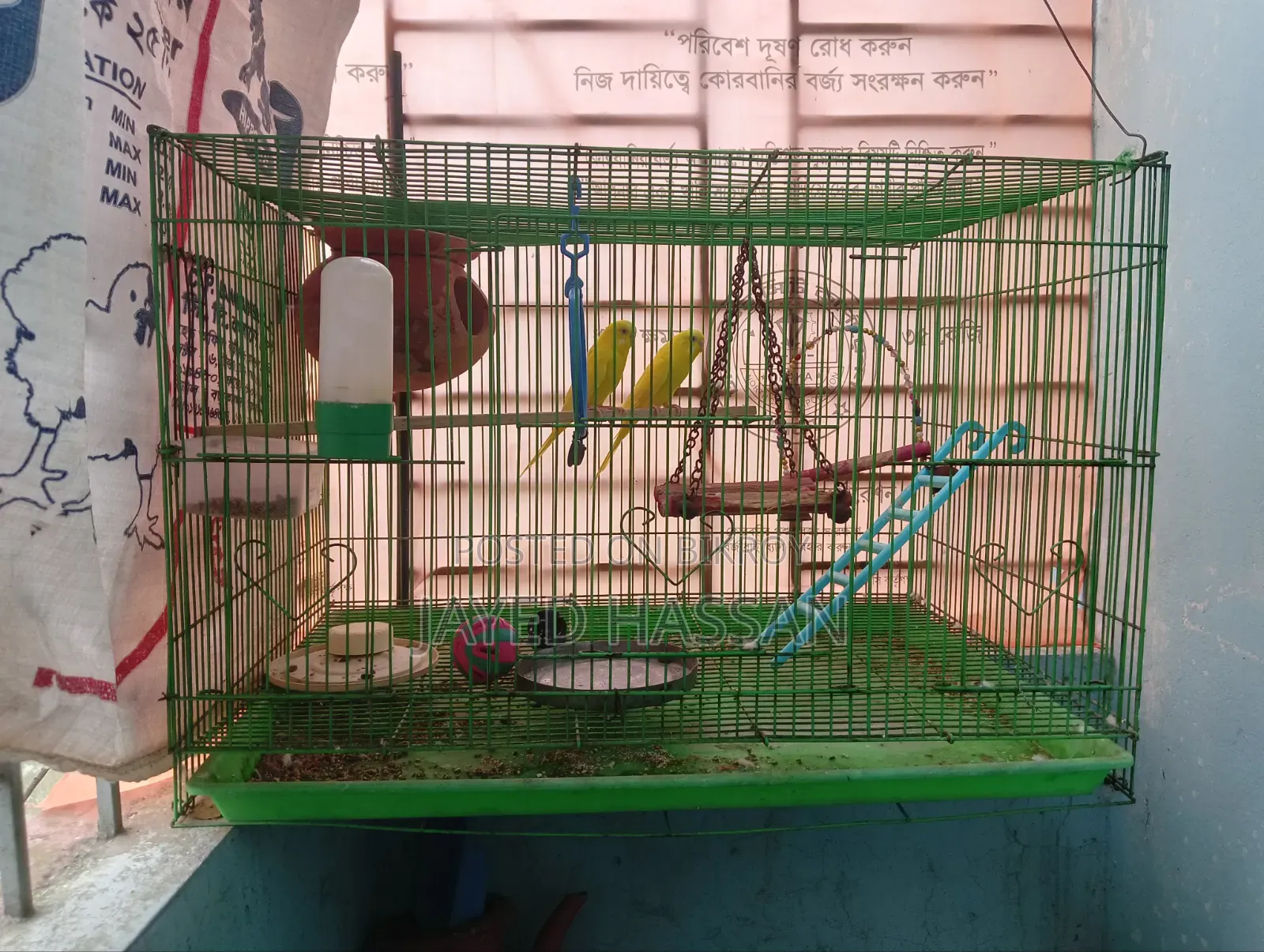 Bird for sale with cage, Lutino Red Eye.