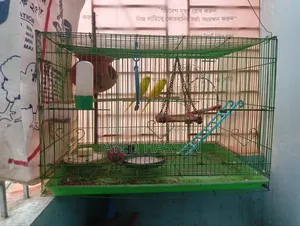 Bird for sale with cage, Lutino Red Eye.