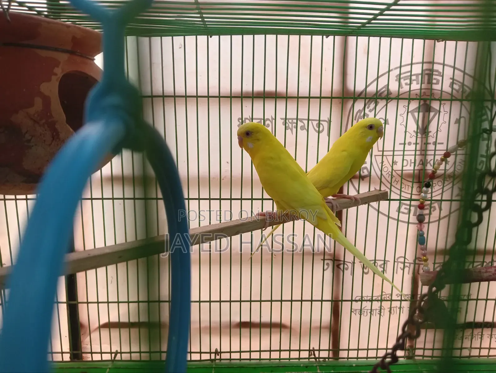Bird for sale with cage, Lutino Red Eye.