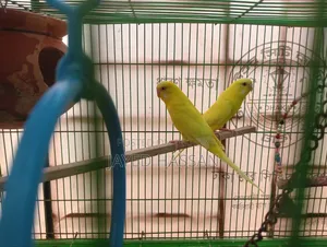 Bird for sale with cage, Lutino Red Eye.