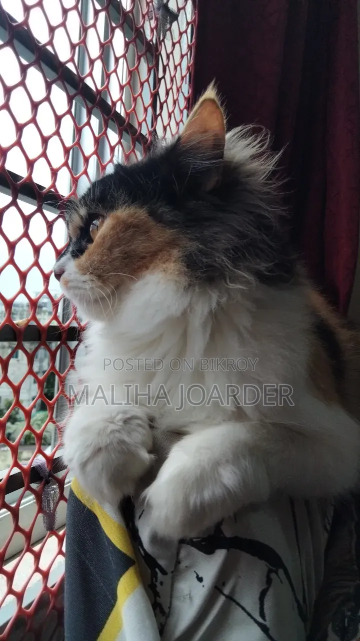 6-12 Months Female Purebred Persian