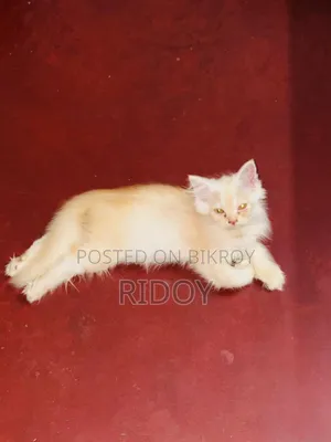 ১-৩ মাস বয়সী মেয়ে পিওর পার্শিয়ান বিড়াল