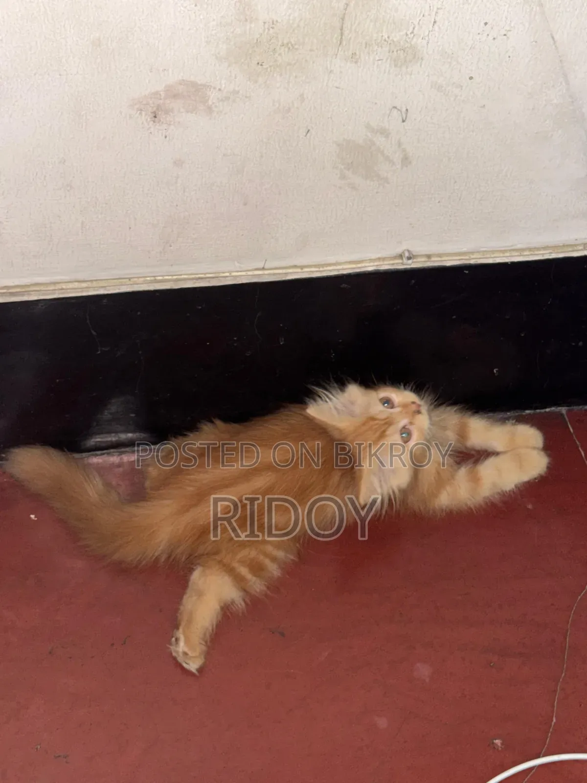 ১-৩ মাস বয়সী মেয়ে পিওর পার্শিয়ান বিড়াল